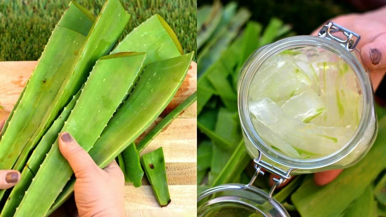 Aloe vera как пользоваться. Сок алоэ барбаденсис Миллер.