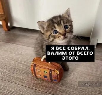Живой прислать