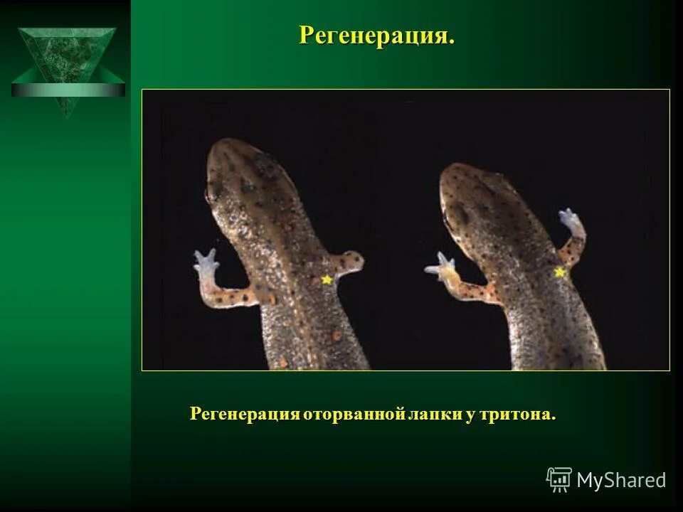 Самая лучшая регенерация. Самая лучшая регенерация. Самая лучшая регенерация. Самая лучшая регенерация. Самая лучшая регенерация.