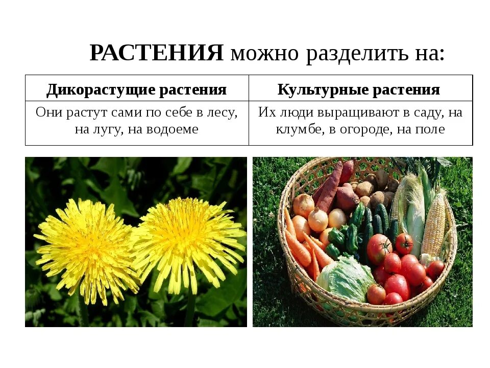 Практическая работа сравнение культурных растений 3 класс. Культурные растения. Дикорастущие и культурные растения. Дикорастущие растения и культурные растения. Культурные растения картинки.