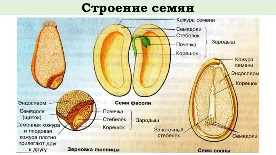 Строение семени 7 класс биология