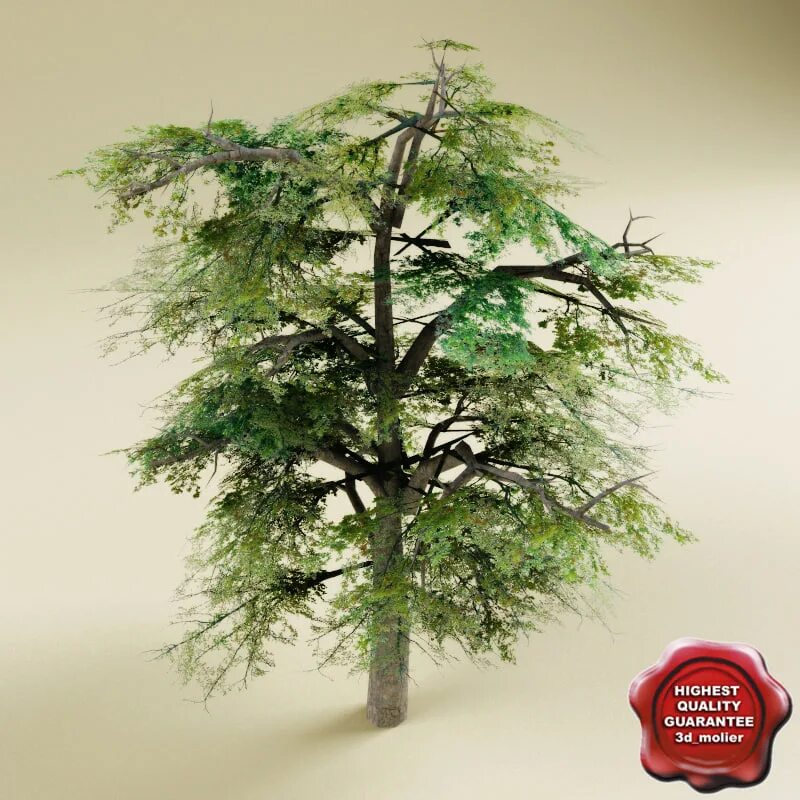 Max tree. 3дс макс дерево. деревья в 3ds max. 3ds max tree model. 3d max готовая модель парк деревья.