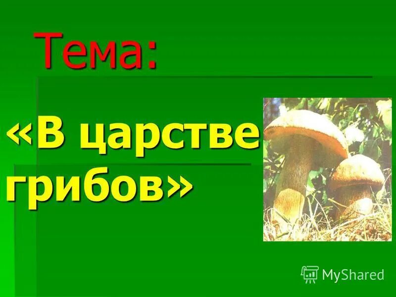 Для грибов характерен рост. Царство грибов телепередача. Передача про грибы. Рисунок на тему царство грибов. Царство грибов бекрумс.