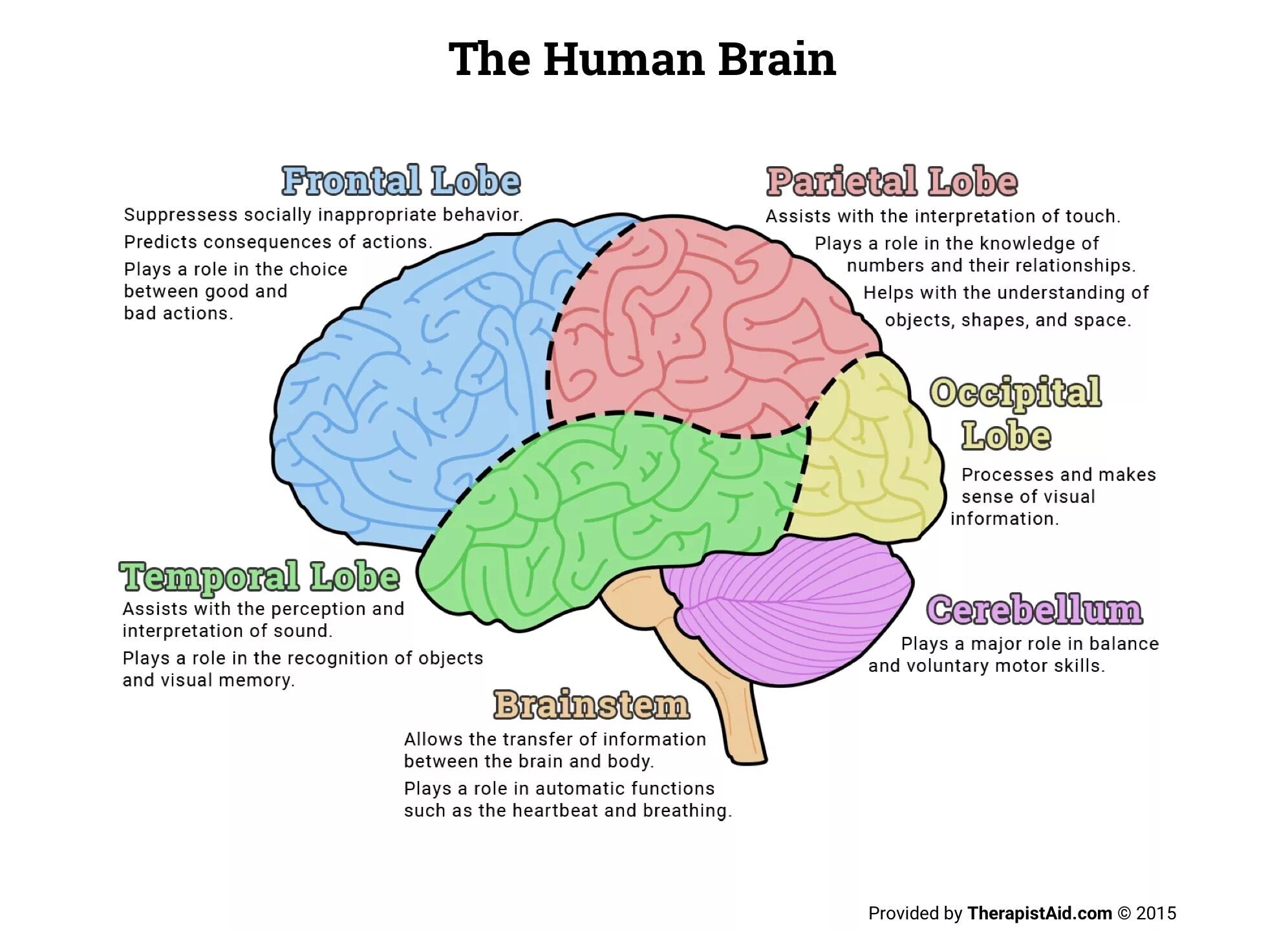 Brain structure. Human Brain Parts. Головной мозг анатомия. Human structure