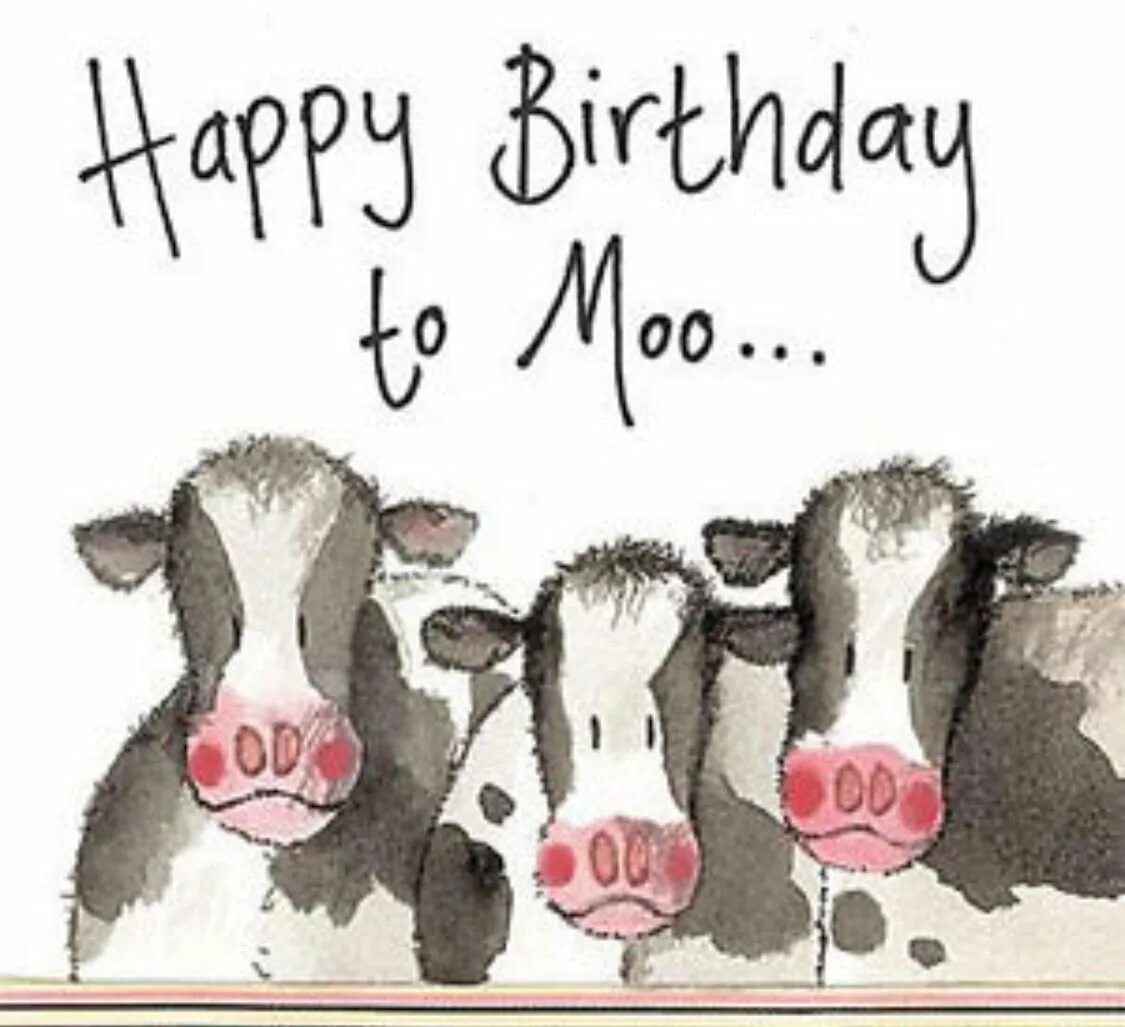Открытки с коровами с днем рождения. С днем рождения корова. Поздравления с днём рождения с коровой. Открытка с коровой. The бык день рождения