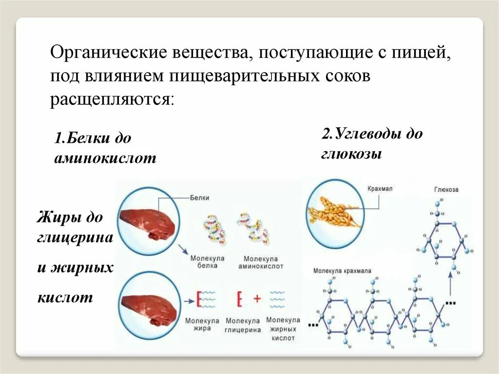 Сложное соединение белков. Органические вещества поступающие с пищей. Белки органические вещества. Белки расщепляются до аминокислот. Сложные органические вещества.