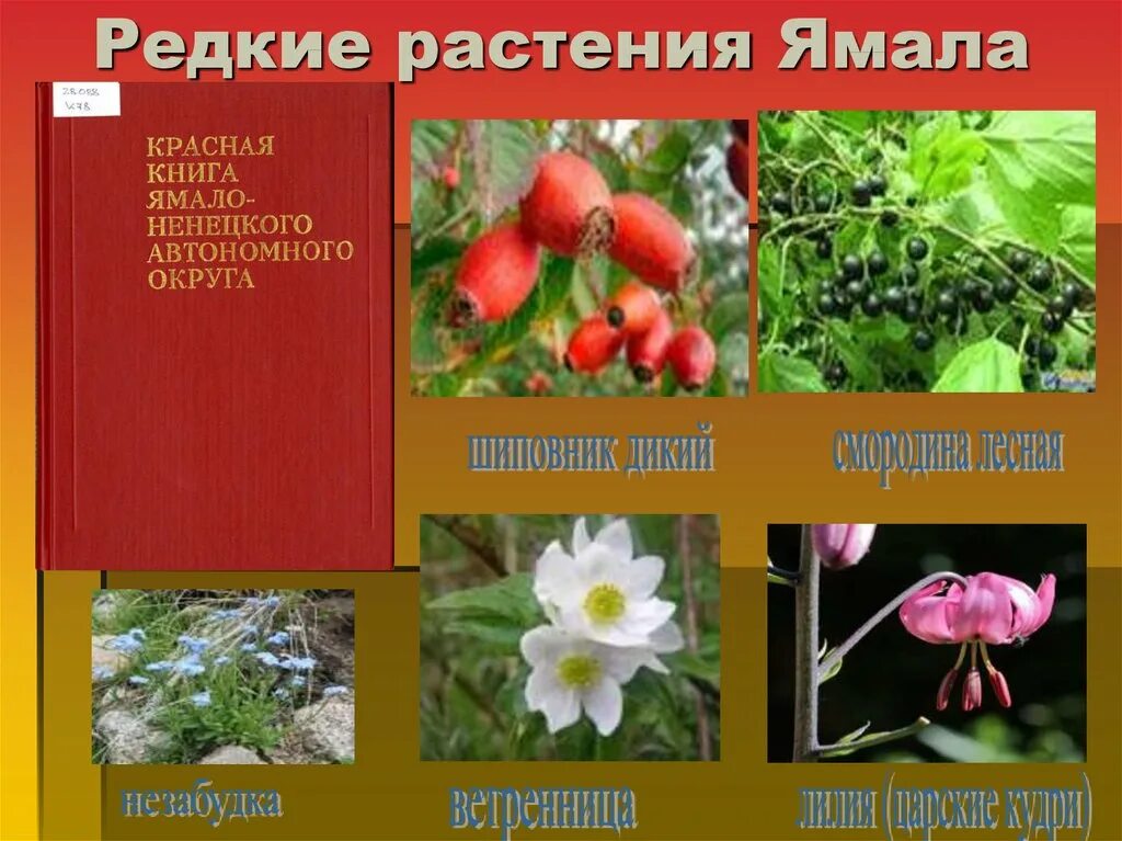 Картинки КРАСНОДАРСКИЕ РАСТЕНИЯ ЗАНЕСЕННЫЕ В КРАСНУЮ КНИГУ