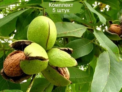 Как выглядит грецкий орех