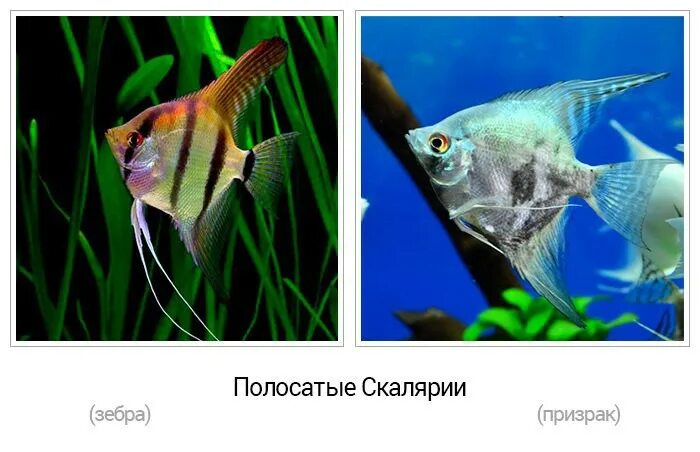 Как отличить скалярию самку от самца