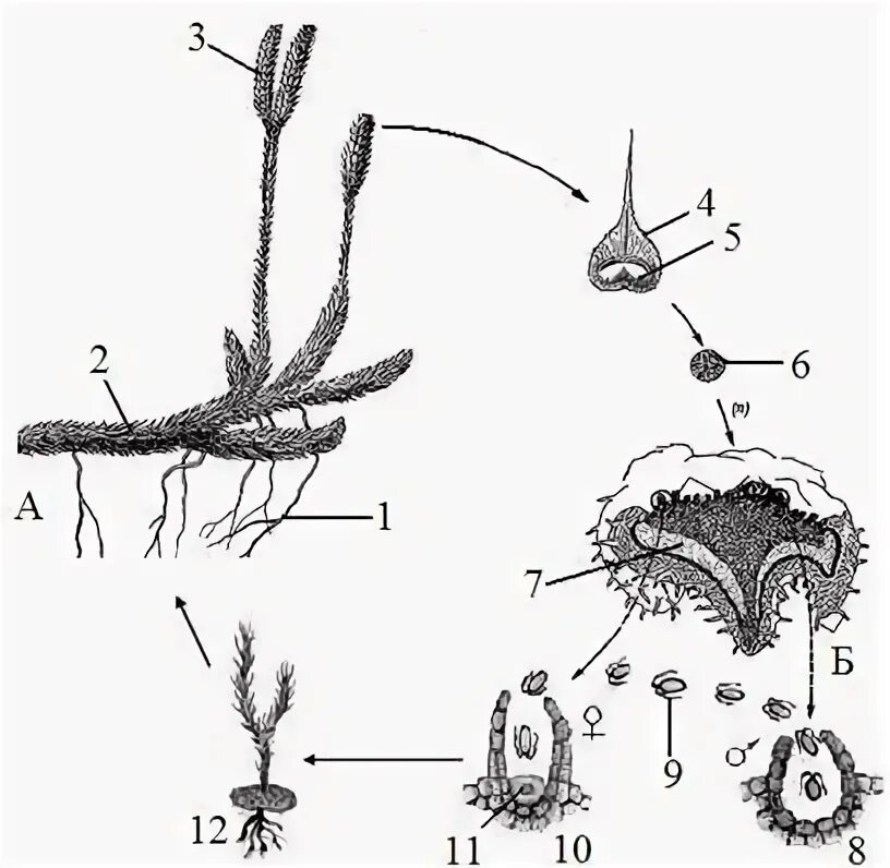 Жизненный цикл плауна булавовидного схема. Жизненный цикл плаунов схема. Цикл развития плауна схема. Жизненный цикл плауна схема. Белена черная ламинария плаун булавовидный