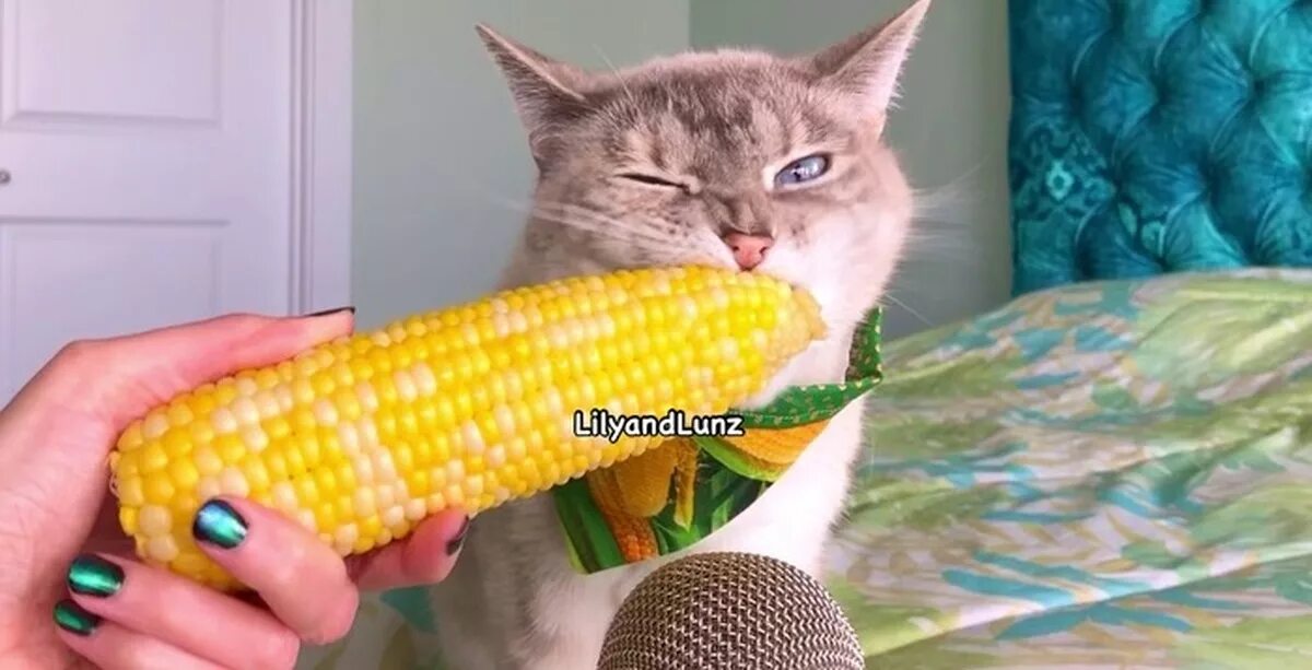 Кот есть кукурузу. Кот есть кукурузу. Кот есть кукурузу. Кот с кукурузой. Голодный рыжий кот.