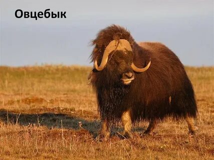 Красная книга фото животных