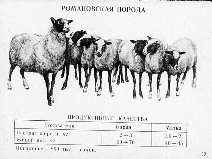 Романовская порода баран живой вес. Вес годовалого барана Романовской породы. Романовская порода овец вес. Средний вес овцы Романовской породы. Сколько вес барана