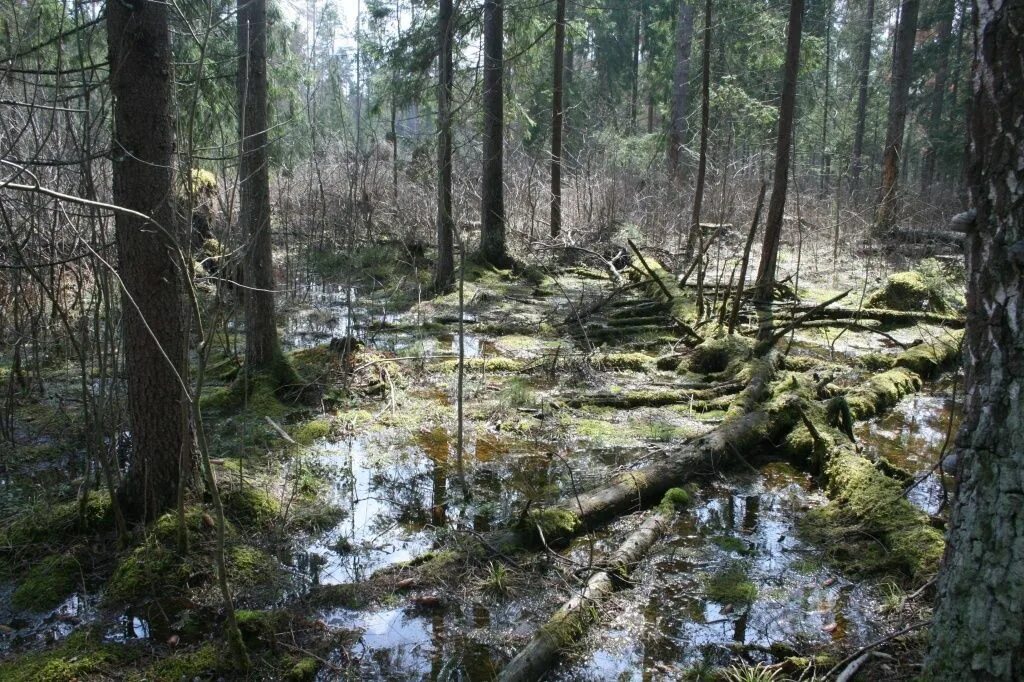 Лежал неподвижно непролазные места реставрация. Болото Малуксинский мох. Болотная Топь. Болото трясина Топь России. Сабаевское болото.