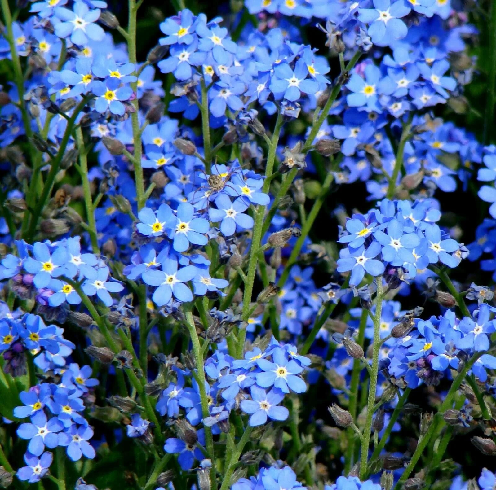 Где растет голубой цветок. Незабудка Лесная Myosotis sylvatica. Незабудка Альпийская. Миосотис Незабудка. Незабудка Чекановского.