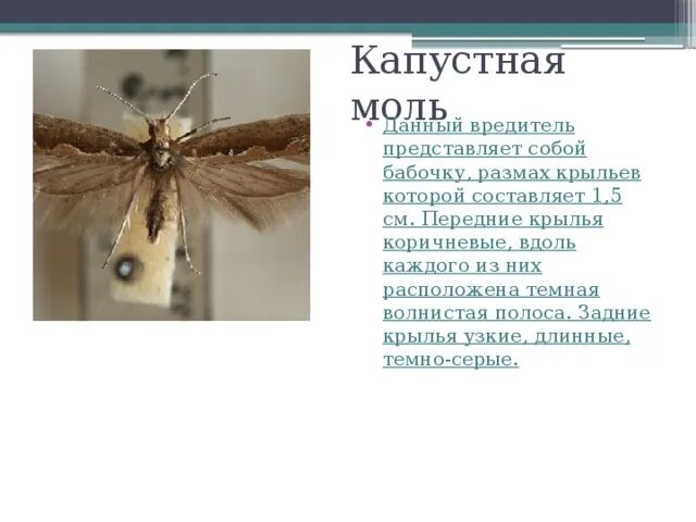 Какой тип повреждения вызывает капустная моль скелетирование. Капустная моль. моль с узкими крыльями. капустная моль меры борьбы. размах крыльев моли.