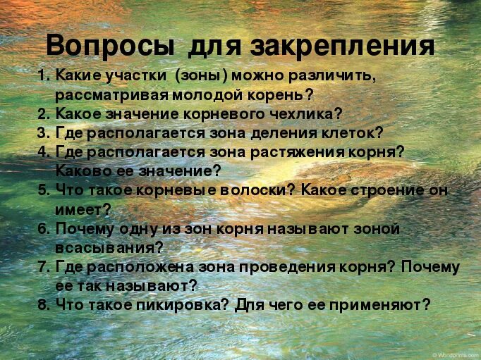 Какие зоны можно различить рассматривая молодой. Какие зоны можно различить рассматривая молодой
