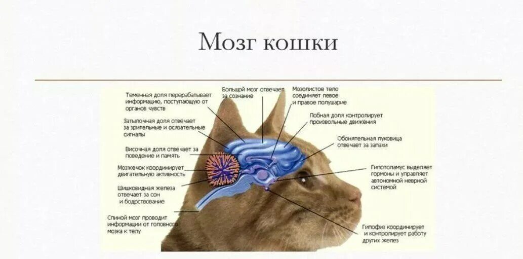 Мозг кошки. Строение головного мозга кошки. Строение головного мозга кота. Головной мозг кошки анатомия.