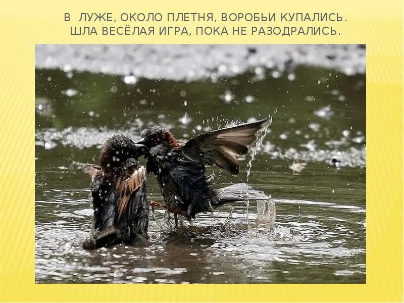 Воробей купается лужа улыбается. Воробьи купаются в луже. пойдём купаться!. воробьи купаются в луже весной. весной воробьи купаются в лужах продолжить.