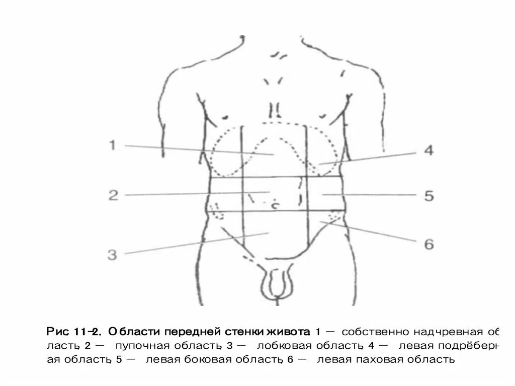 Области передней стенки живота. Лобковая область живота. Области передней брюшной стенки живота. Доступы к органам полости живота. Надлобковая область живота