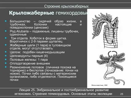 Имеет 3 отдела