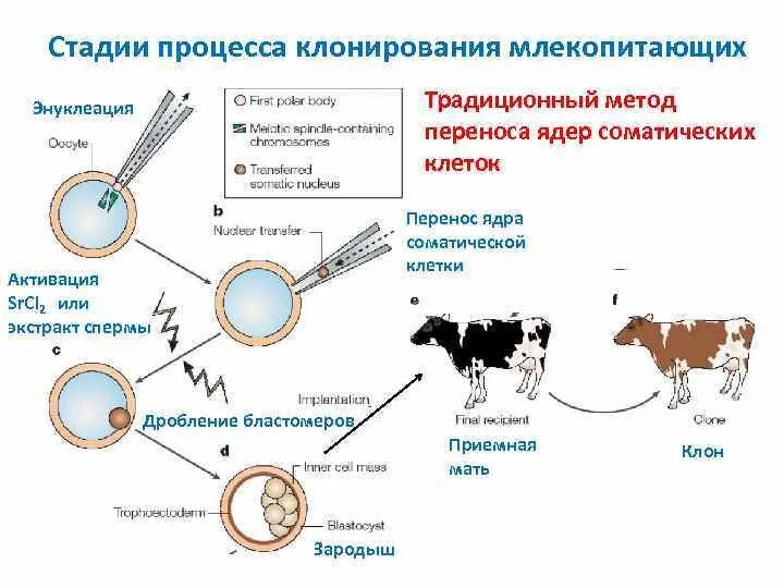 Метод пересадки ядер. Схема клонирования высокопродуктивной коровы. Гибридизация соматических клеток схема. Схема генетического клонирования овцы Долли. Этапы клонирования схема.