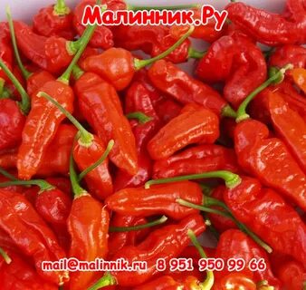 Перец зуб акулы