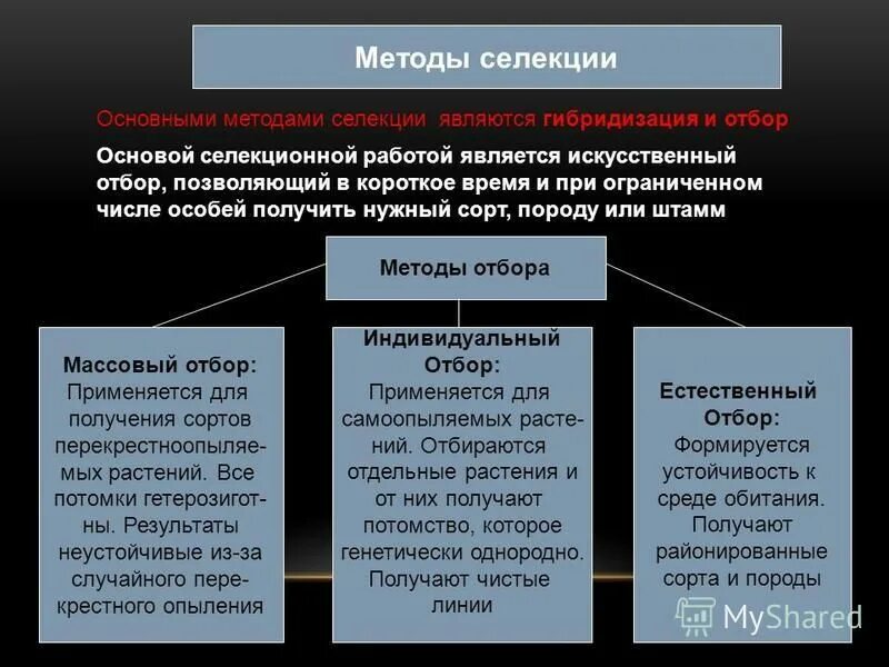 Методы селекции животных близкородственное скрещивание. В селекции для получения новых полиплоидных сортов. В селекции для получения новых. Рисунок метод селекции гетерозис. Полиплоидия в селекции растений.