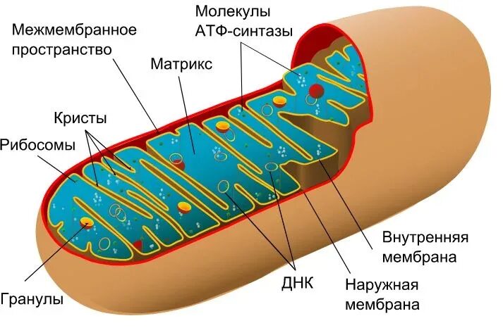 Митохондрии находятся в клетках. Атф в митохондриях. мембрана митохондрий. структурные компоненты митохондрии. внутренняя мембрана митохондрий.