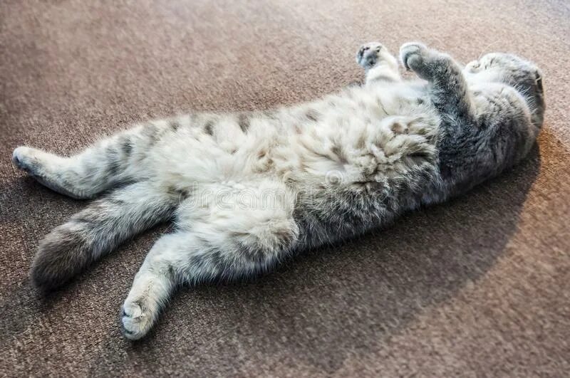 Кошки в интересных позах. Кошка поза лежа. Кот лежит на спине наброски. Спящие котики. Анатомия кошки для художников.