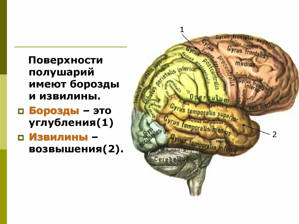 Значение борозд и извилин в головном мозге. Доли борозды и извилины больших полушарий. Извилины мозга. Поверхности полушарий. Борозды полушарий.