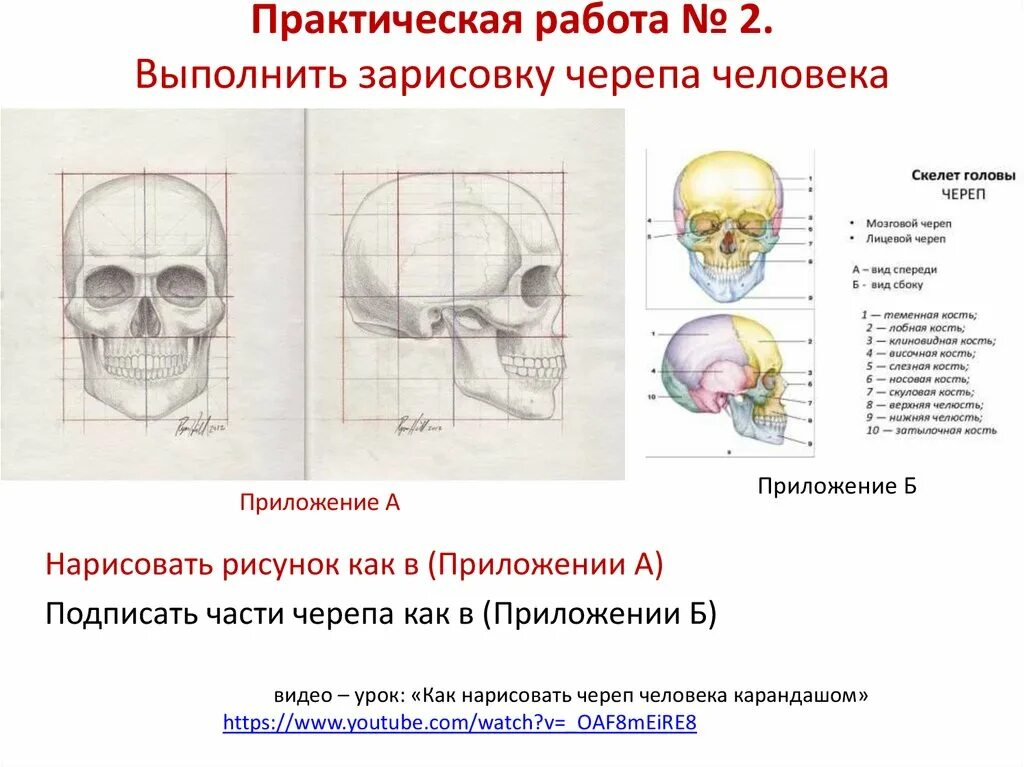 Сообщения черепа анатомия. Функции черепа человека. особенности строения черепа. строение черепа головы человека.