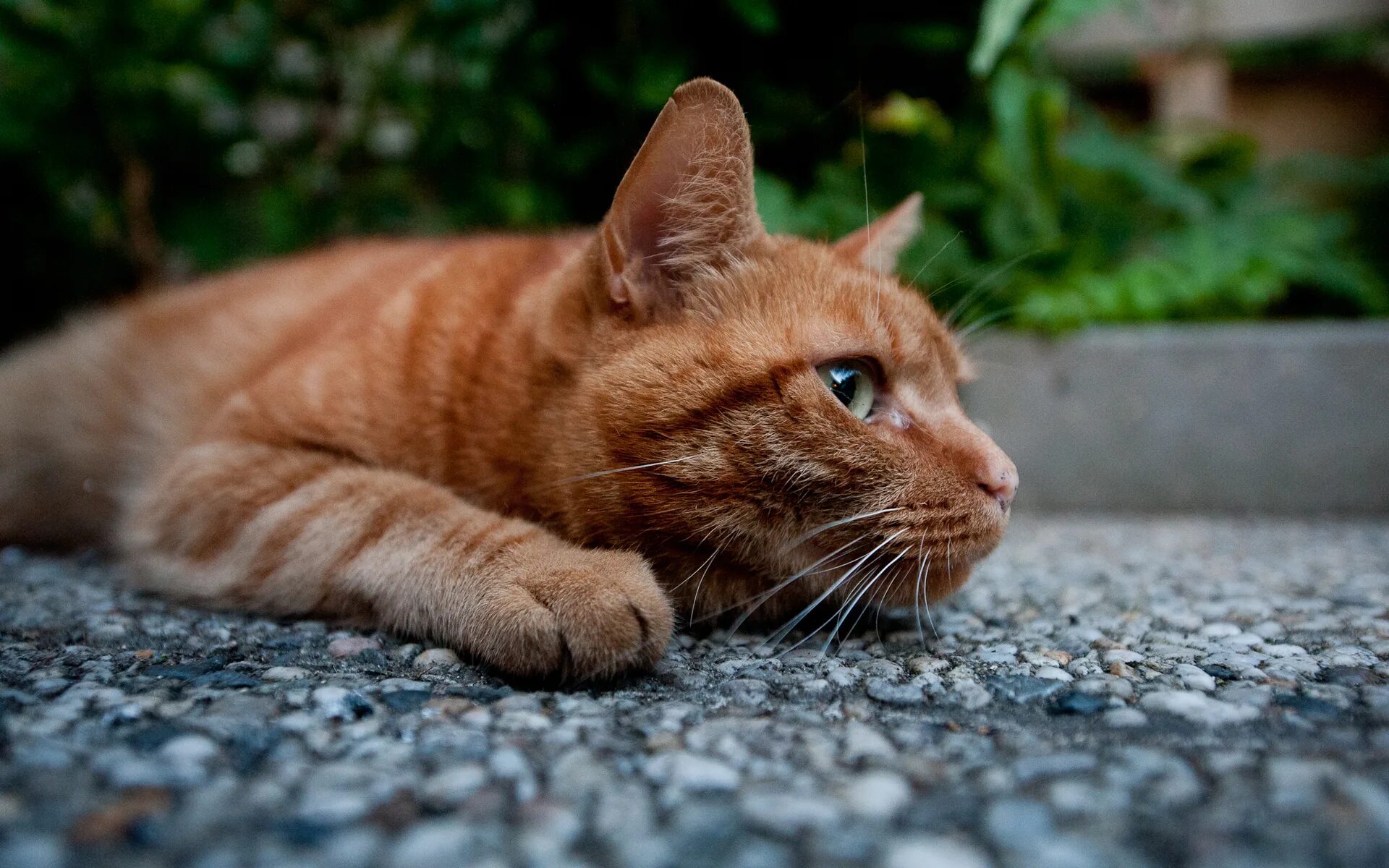 Рыжий кот. Рыжая кошка. Рыжий котик. Красивый рыжий кот. Картинка кошка хорошая