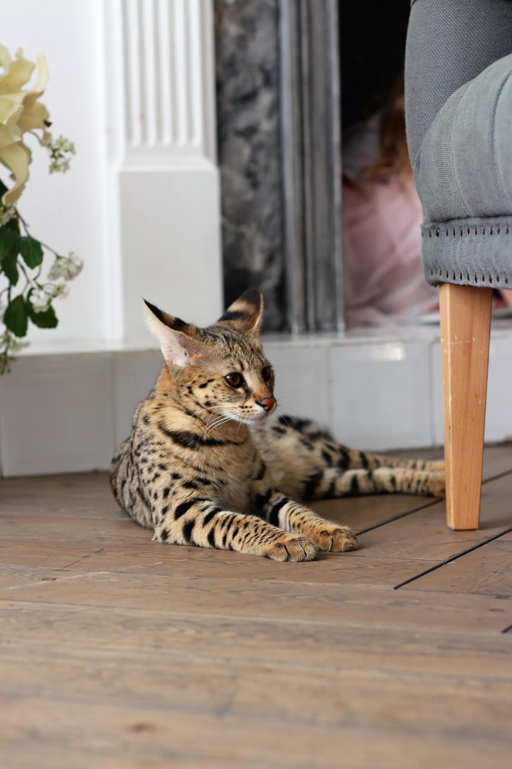 Top 10 Friendly Cat Breeds for Your House Ashera cat, Exotic cats, Hybrid cat