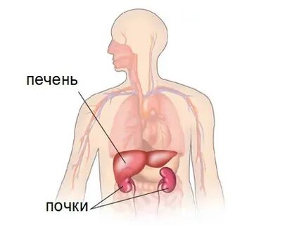 Где почки где печень у человека