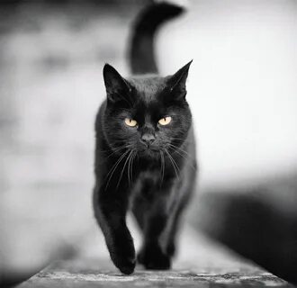 Black черный