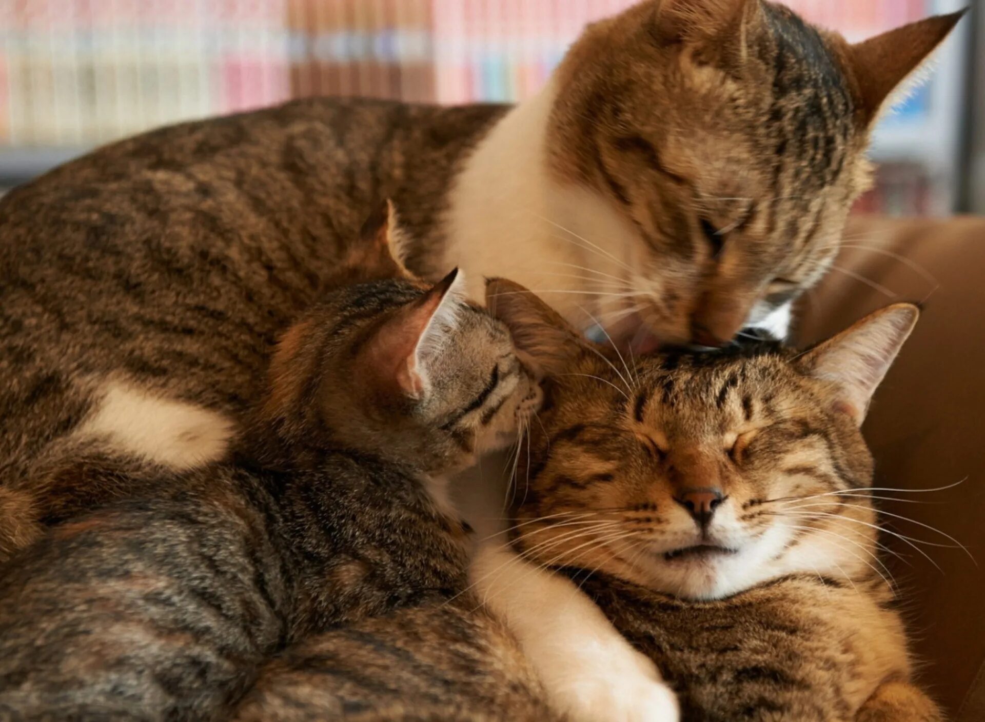 Нежная кошка. Мама котя. Кошка с котятами. Кошка с котятами. Мама кошка.