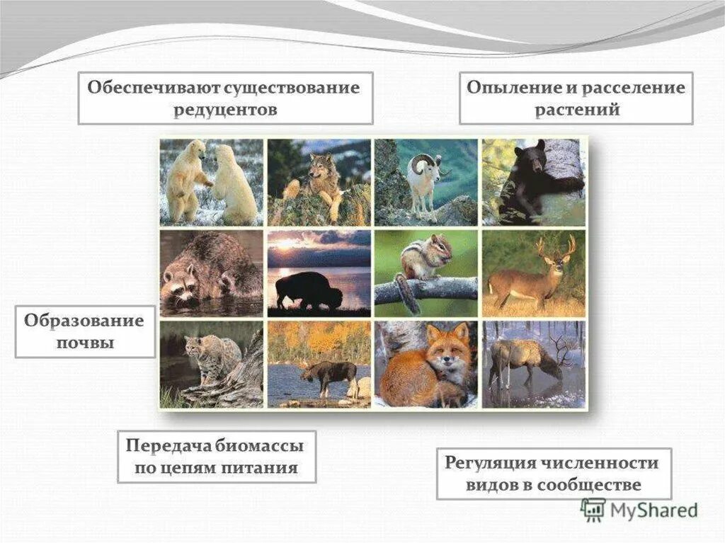 Биологическое разнообразие и устойчивость экосистем. Саморегуляция экосистемы. Механизмы саморегуляции экосистем. Способность к саморегуляции экосистемы.