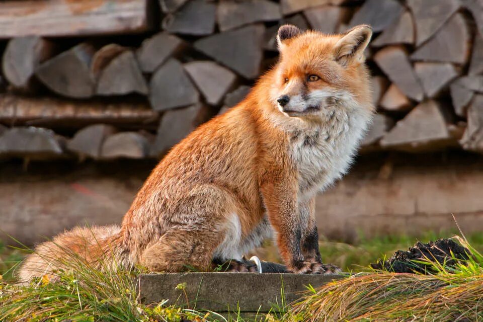 Лиса фронт. Лиса Front photo. Лиса 17 см. Fat Red Fox.