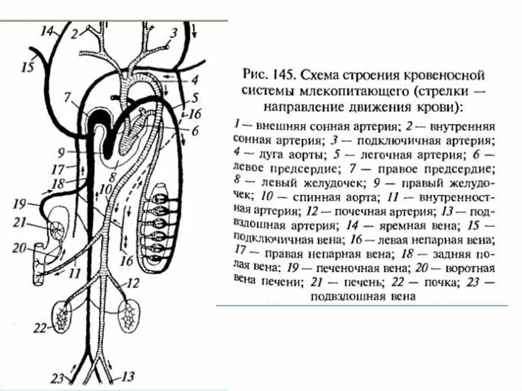 Кровеносная система кролика схема. Кровеносная система млекопитающих схема. Схема кровеносной системы млекопитающих рисунок. Схема строения сердца и кровеносной системы млекопитающих. Особенности кровообращения млекопитающих