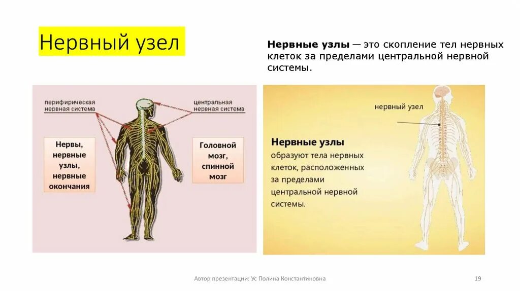 Нервные узлы это тела. Нервные узлы. Нервный узел это в биологии. Нервы и нервные узлы. Узлы нервной системы человека.