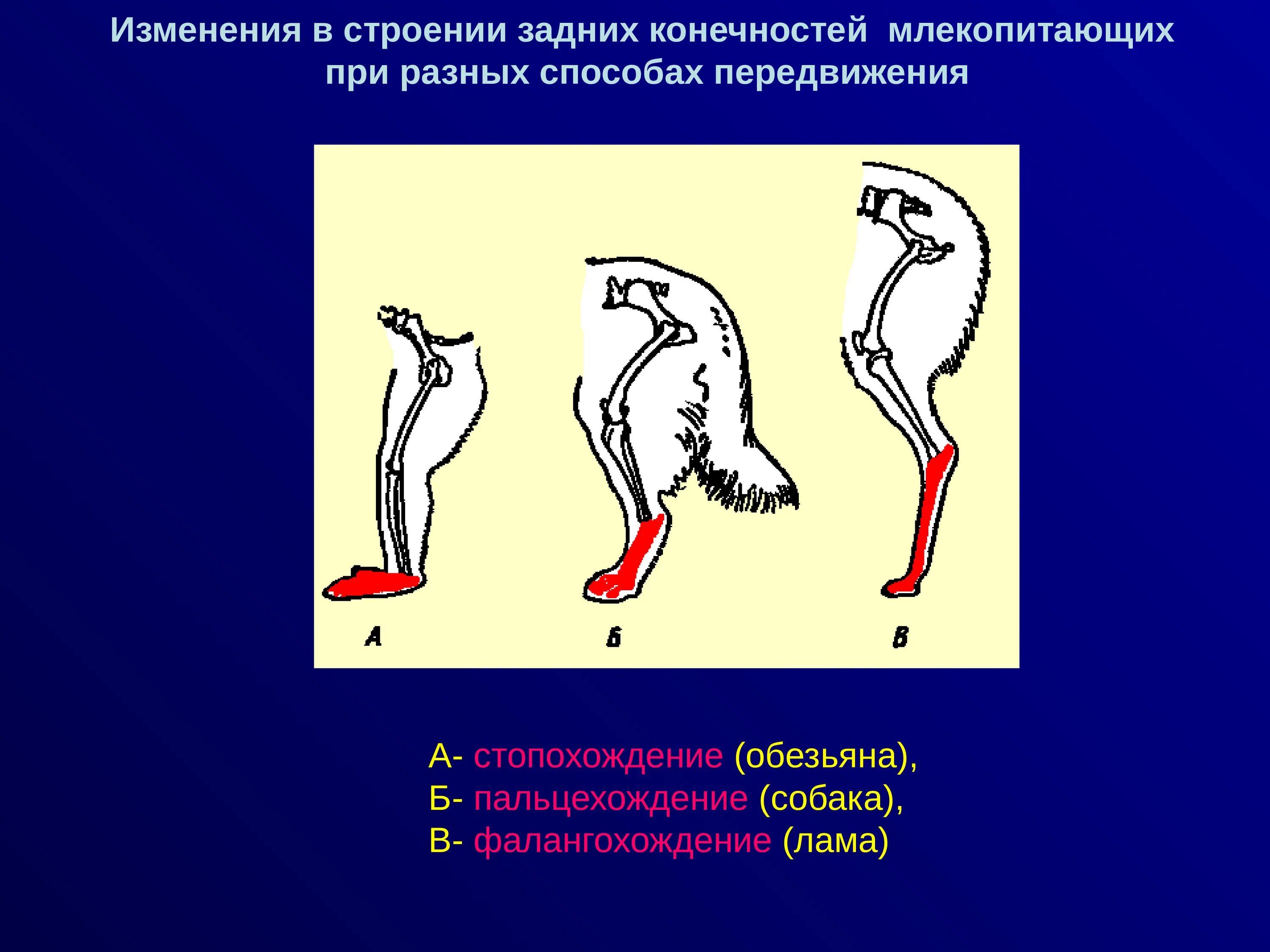 Скелет пояса задних конечностей млекопитающих. Строение конечностей млекопитающих. Задние конечности млекопитающих. Передние конечности млекопитающих. Строение задних конечностей млекопитающих.