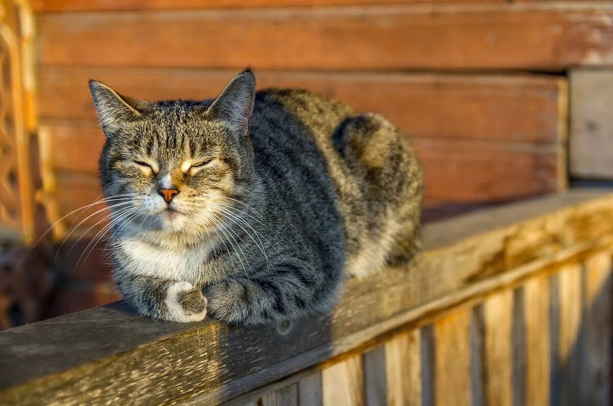 Кошка в частном доме. Деревенский кот. Деревенская кошка. Кошка в деревне. Деревенская порода кошек.