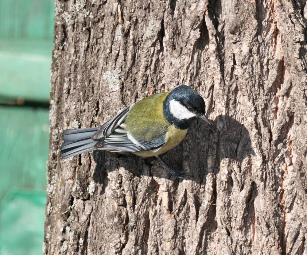 Большая синица Parus Major. Хвост синицы. Синица вид сверху.