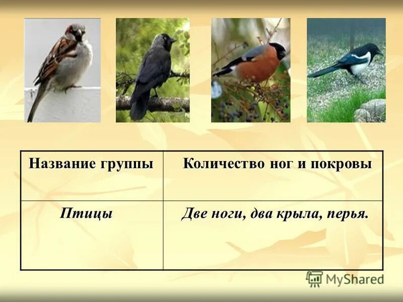 оседлые группы птиц. экологические группы птиц птицы леса. две группы птиц. группы птиц. экологические группы птиц самостоятельная работа.