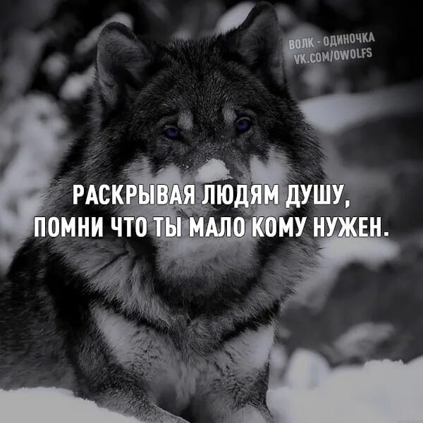Человек человеку волк выражение. Волк одиночка с надписью. волк одиночка цитаты. я волк. волк одиночка по жизни.