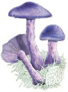 Нарисовать гриб из красной книги