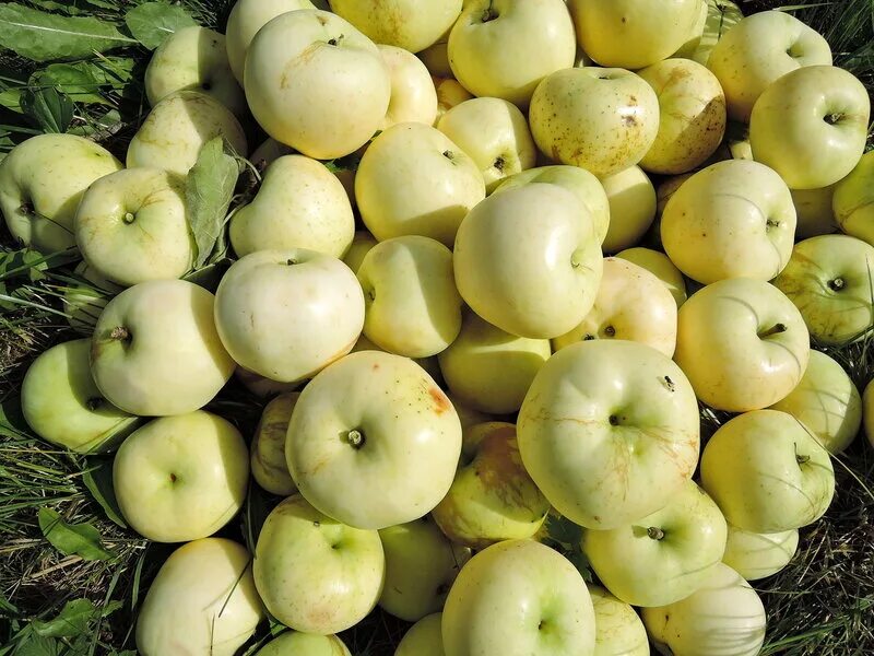 Белые яблоки сорт. Мельба яблоня с белым наливом. Яблоня сорт папировка. Сорт яблок белый налив. Сорт яблок папировка.