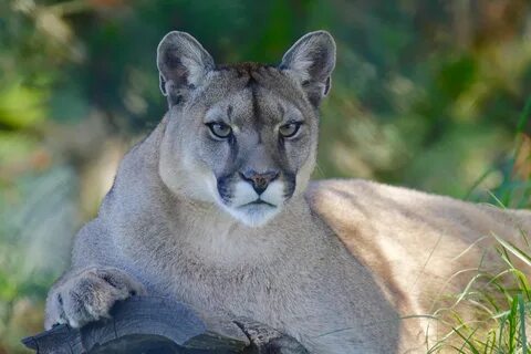Cougar white