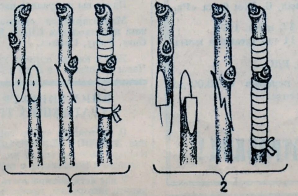 Улучшенная копулировка